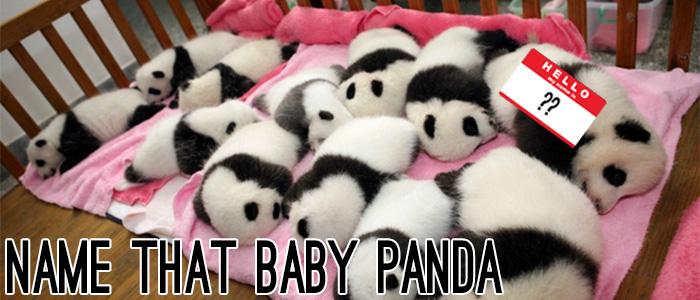 Name a Baby Panda!