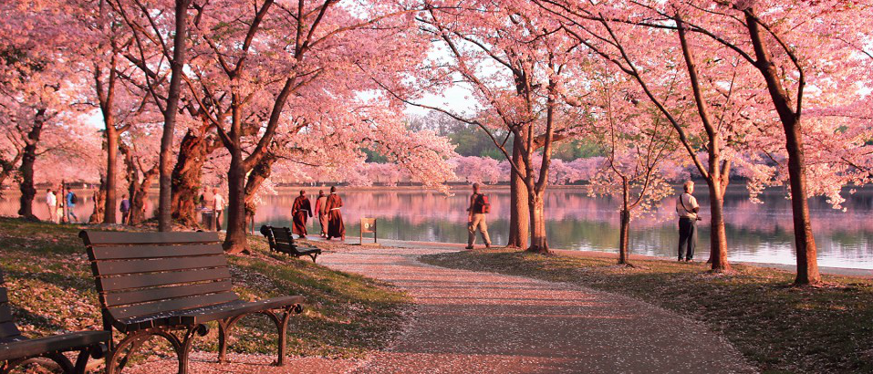 Whats the Deal with the Cherry Blossoms?