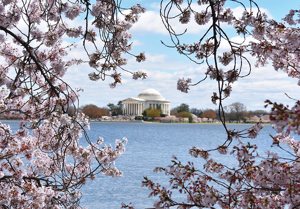Friendship in Bloom: The Symbolism of Cherry Blossoms