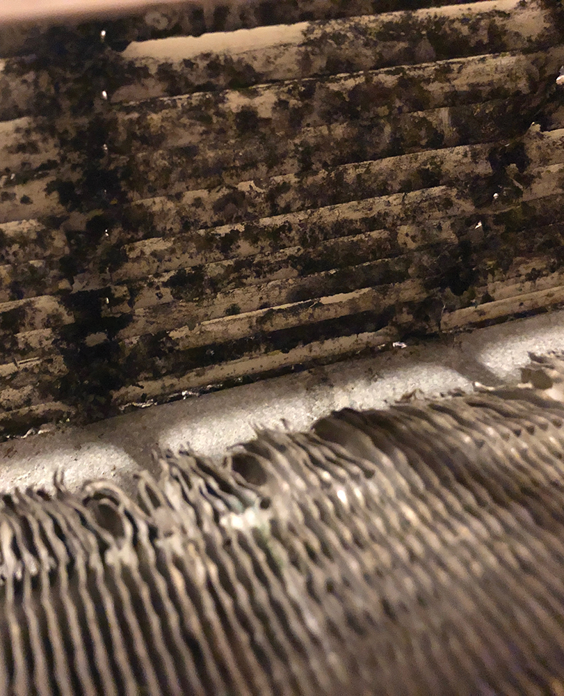 CHELSEA HAFER FOR THE HOYA 
Radiators in New South have been found to contain black mold, contributing to student respiratory ailments, such as bronchitis.