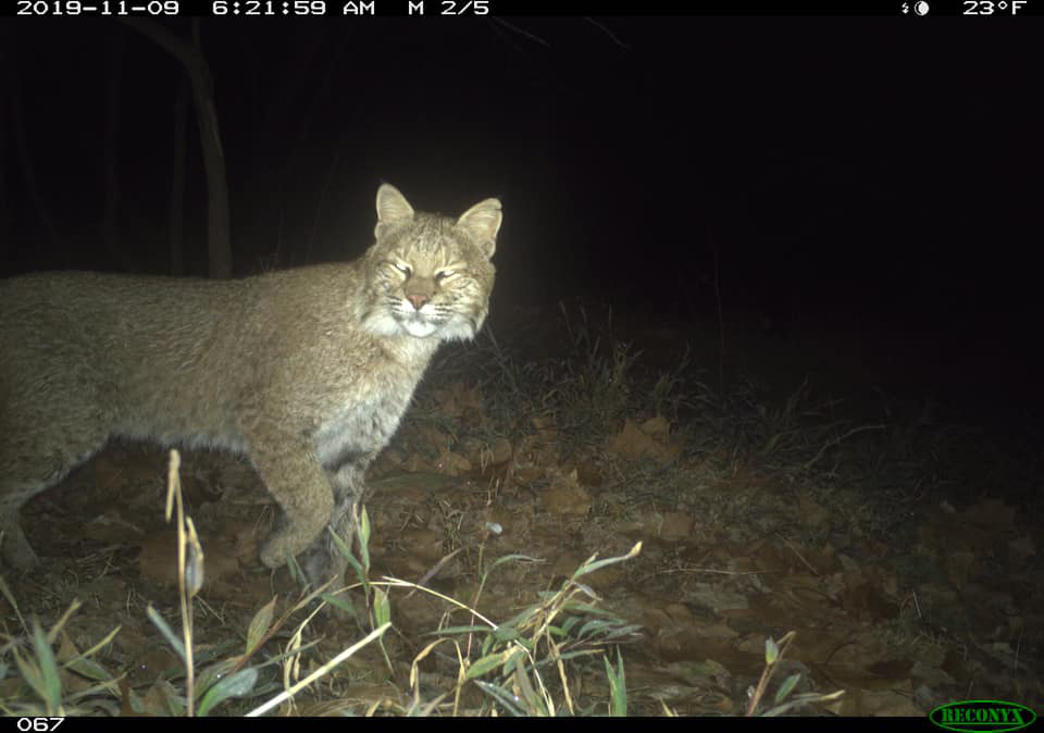 Bobcat Spotted Prowling Along C&O Canal in Georgetown