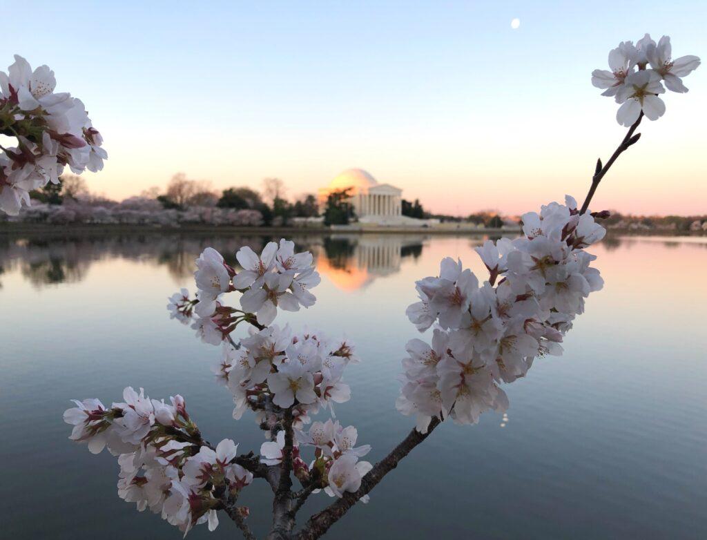 National Cherry Blossom Festival Returns