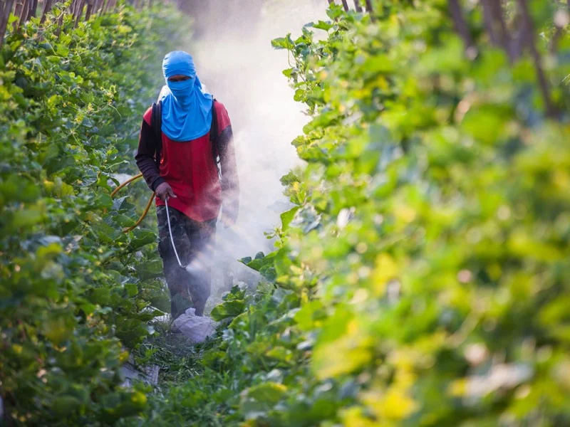DC Sues Chemical Company After Decades of Distributing a Cancer-Causing Pesticide