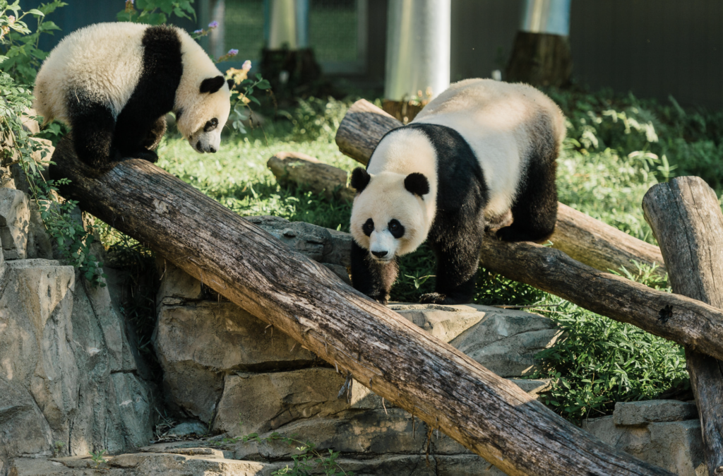 Smithsonian+National+Zoo+Says+Goodbye+to+Pandas