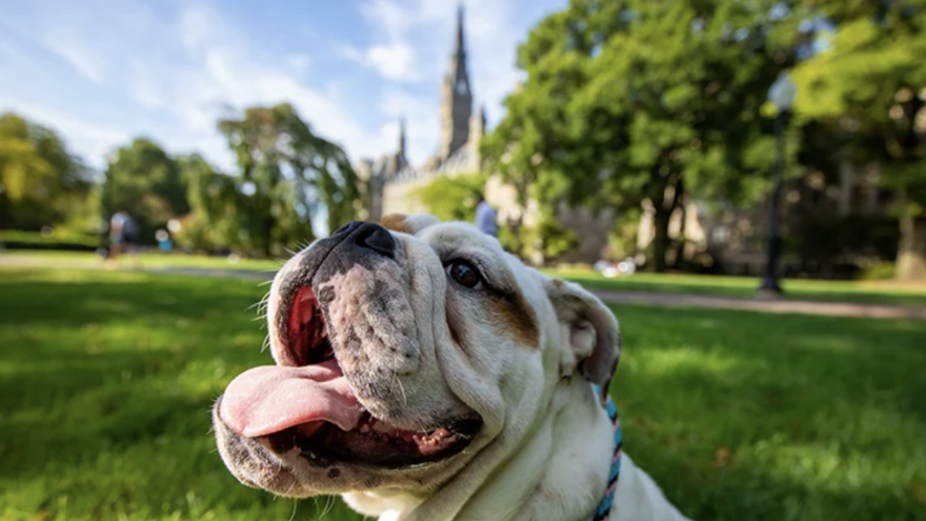 Search+for+New+Georgetown+Mascot+Continues+Following+Death+of+Jack+the+Bulldog