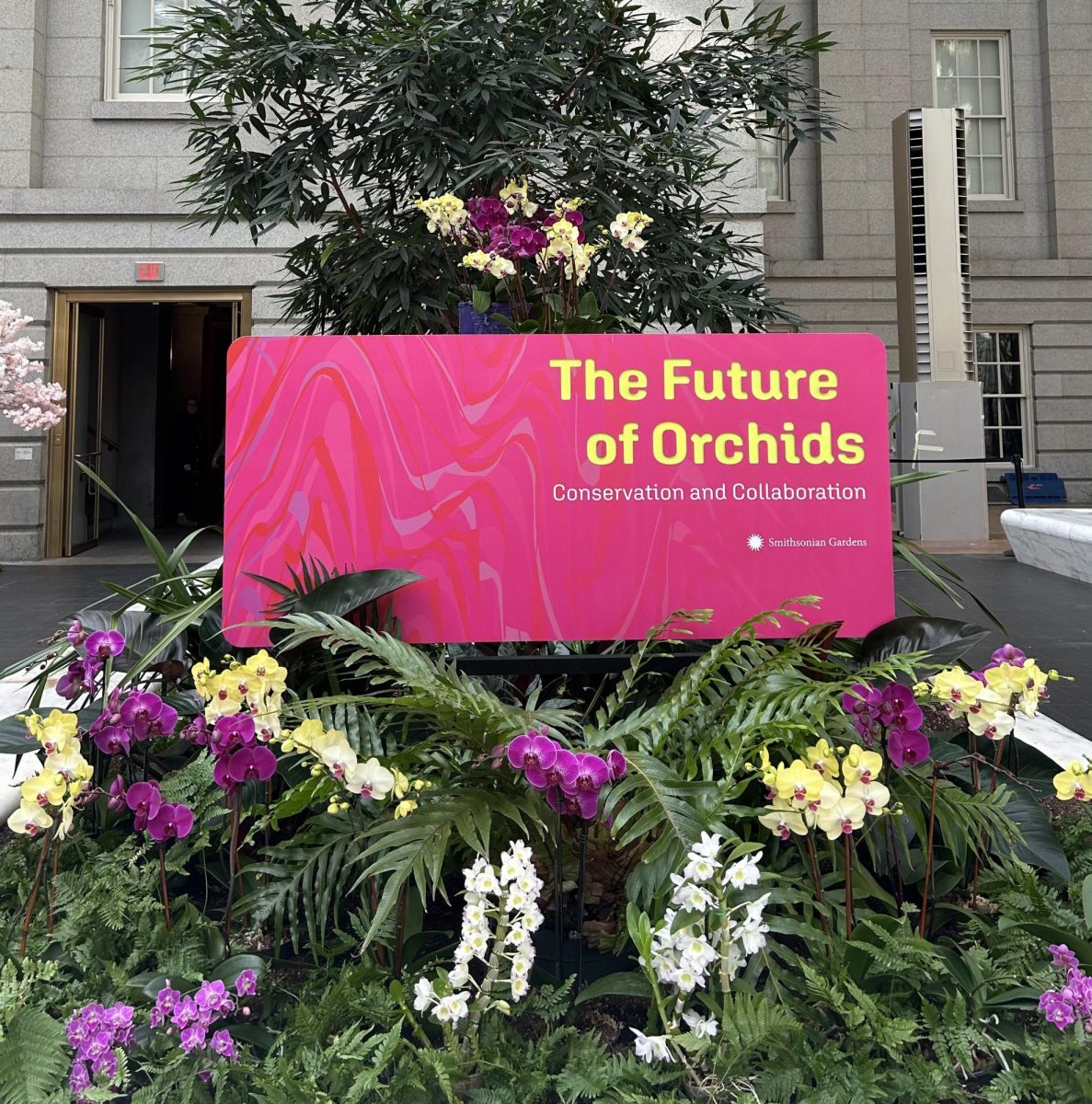 Orchid Conservation Exhibit Blossoms at National Portrait Gallery