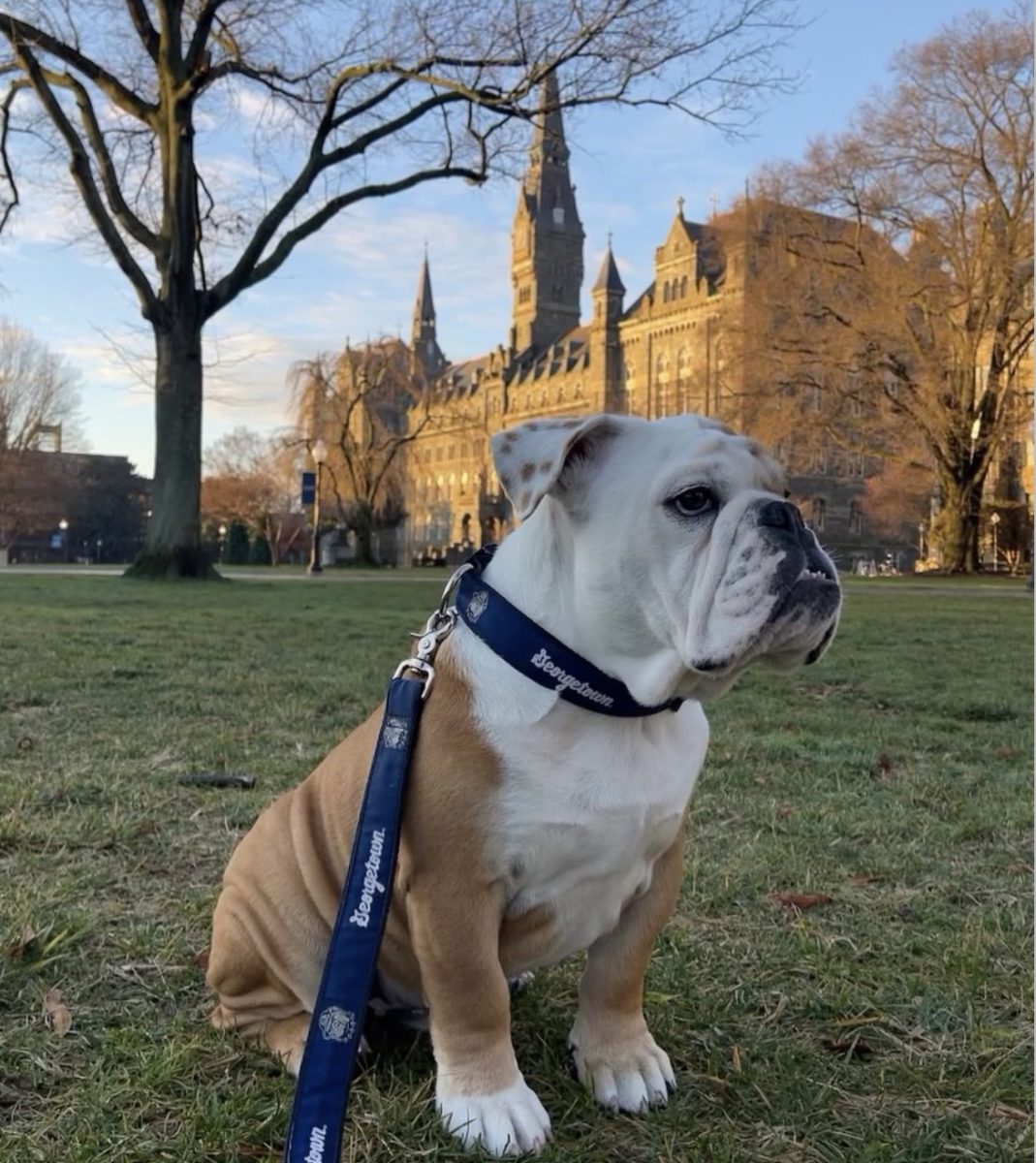 @gujackbulldog/Instagram | A Georgetown University Law Center (GULC) graduate wrote a letter to Georgetown University President John J. DeGioia advocating for the discontinuation of Jack the Bulldog, the university’s live animal mascot, citing safety concerns at athletic events and health concerns specific to his breed. 