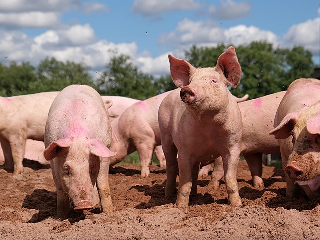 WIKIMEDIA COMMONS | In this spotlight, the recent confirmation of a pig in Oregon infected with H5N1 avian influenza calls into question the possibility of virus reassortment and mixing, facilitating the emergence of more virulent strains. 