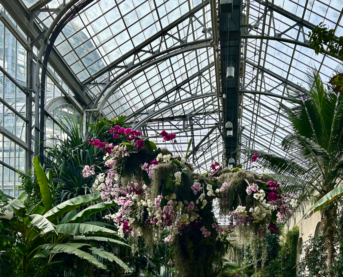 RUTH NOLL/THE HOYA | The U.S. Botanical Garden and Smithsonian Institute present “Orchids: Masters of Deception," an orchid exhibit available for public viewing Feb. 14 until Apr. 27.