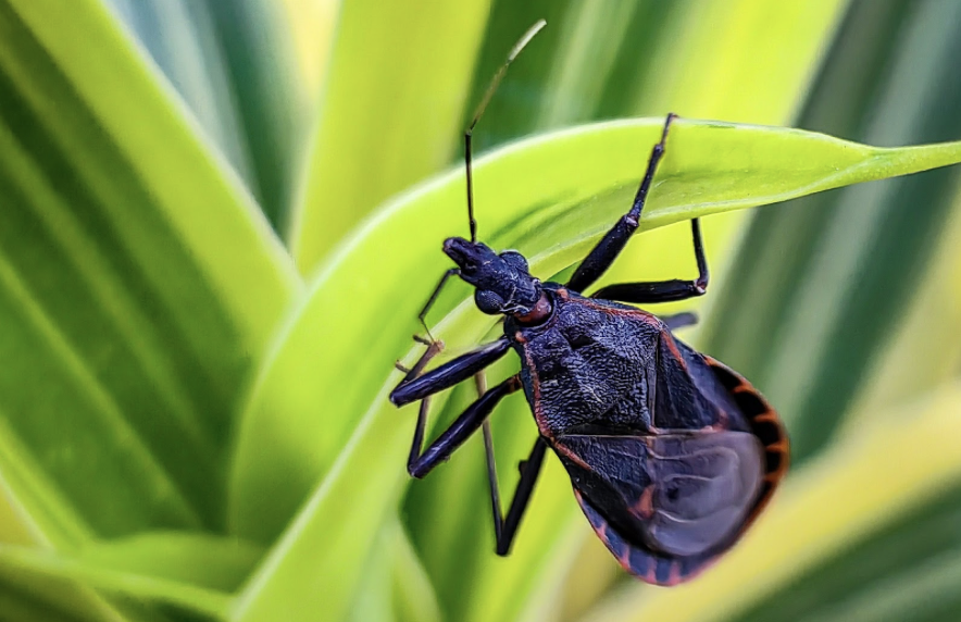 WIKIMEDIA COMMONS │ Kissing bugs, which transmit Chagas disease through their bite, have been found to be increasing in population in the United States. 