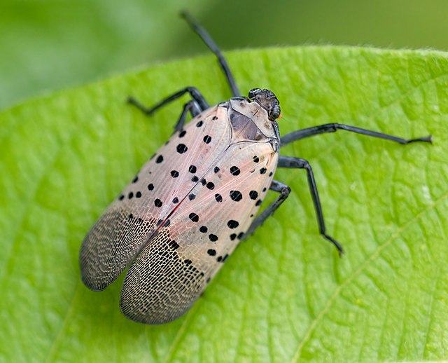WIKIMEDIA COMMONS | A rise in spotted lanternflies around the DMV area and on Georgetown University's campus this fall raise concerns about their ecological impact. 