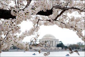 GU, DC Celebrate Cherry Blossom Cultural Diplomacy