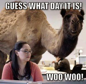 funny-camel-hump-day-woman