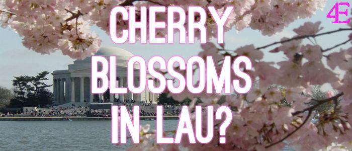 SEE THE CHERRY BLOSSOMS...From Lau!