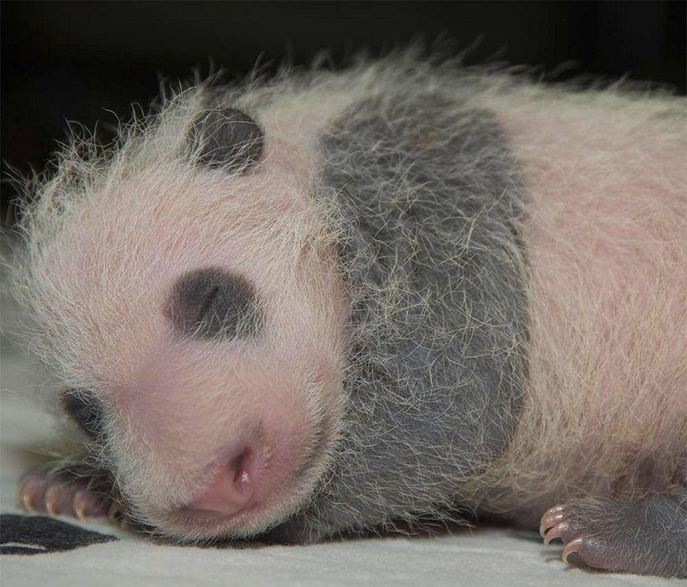 SMITHSONIAN NATIONAL ZOO 
The panda cub has yet to be named, but will be bestowed one and presented to the public in January, contingent on health.