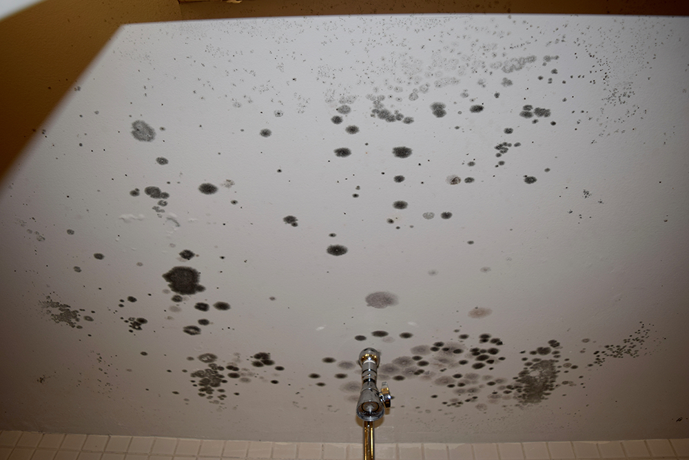 MOLD U: Hundreds of students struggle with mold in campus dorms