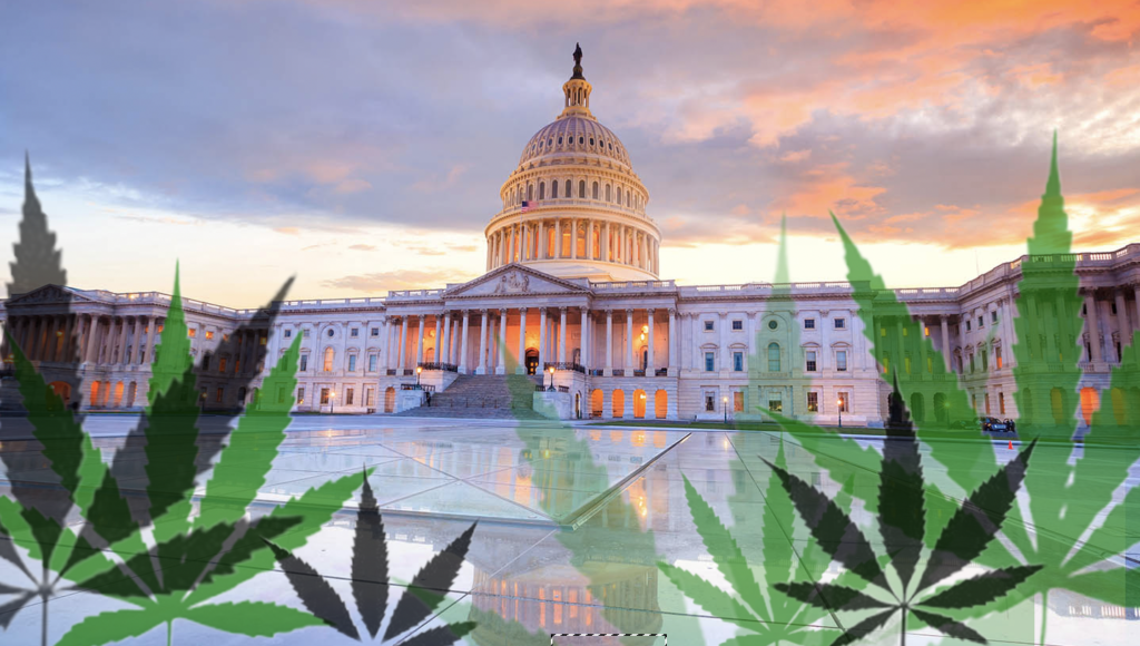 The D.C. Council unanimously passed emergency legislation granting the Alcohol Beverage and Cannabis Administration (ABCA) the ability to penalize unlicensed cannabis gifting stores that have not yet completed an application for the city’s medical cannabis program.