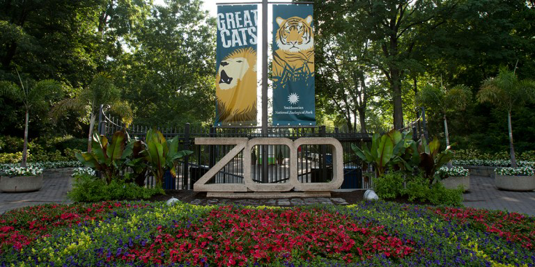 National Zoo Cancels Holiday Events Due to COVID-19 Safety Concerns