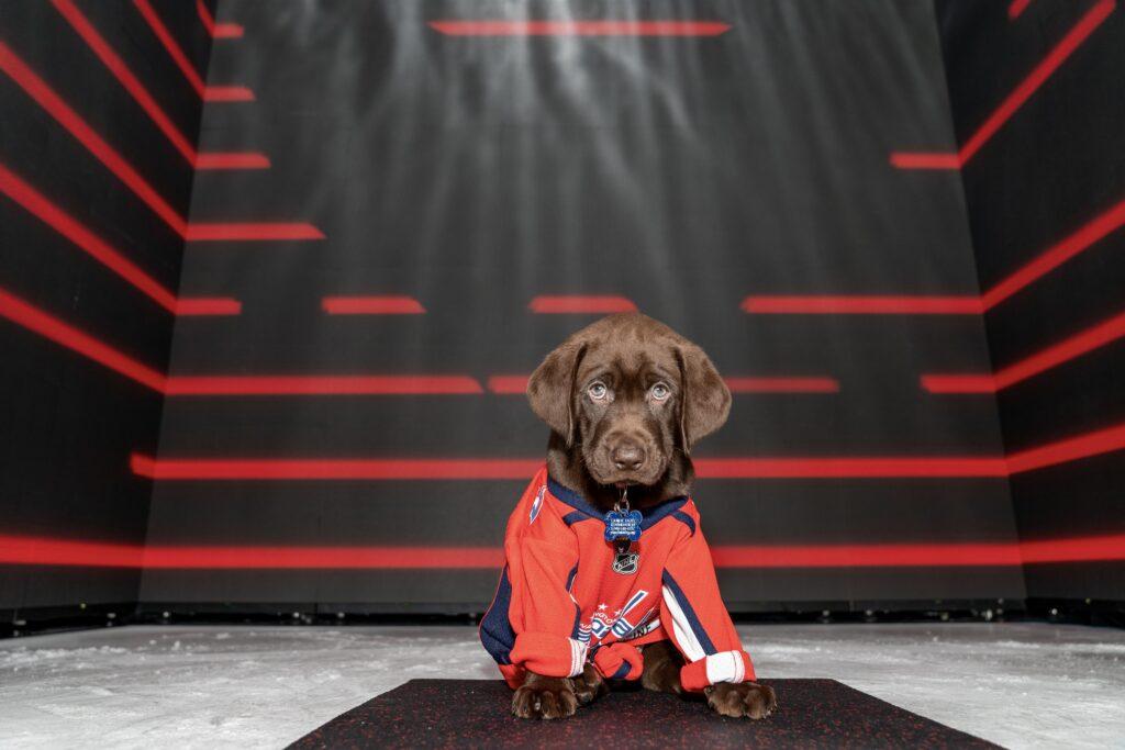 NHL Washington Capitals to Train Future Service Dog