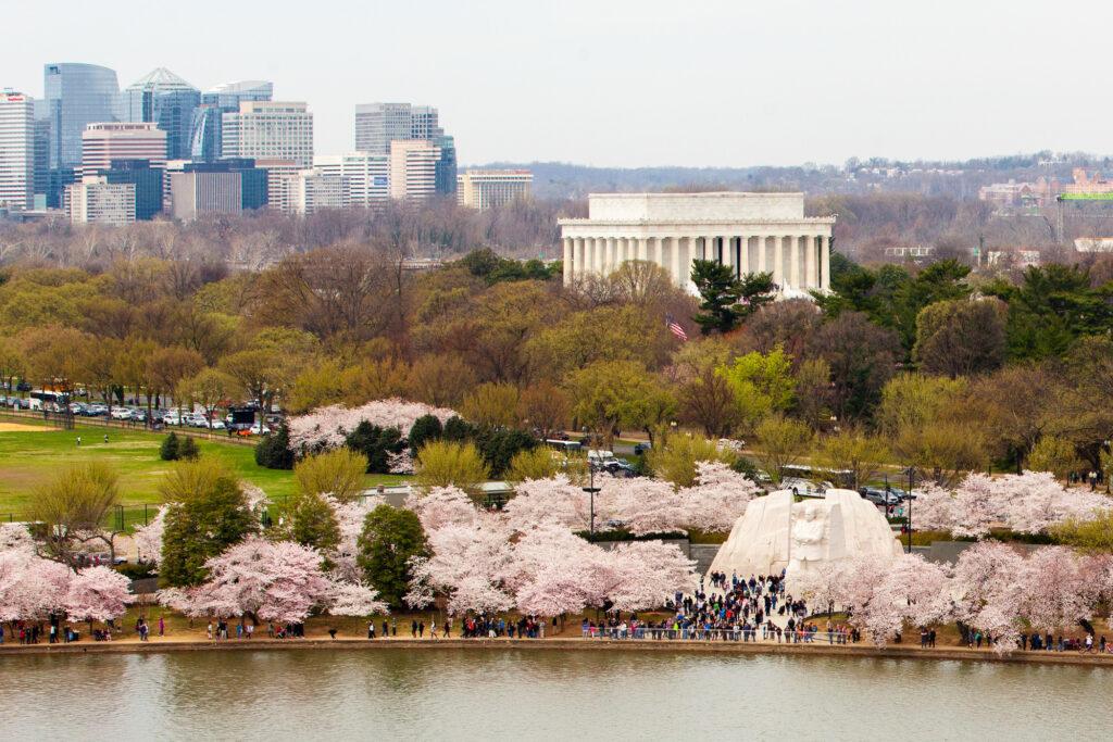 NPS to Cut Down 158 Cherry Trees in Rehabilitation of Tidal Basin Wall