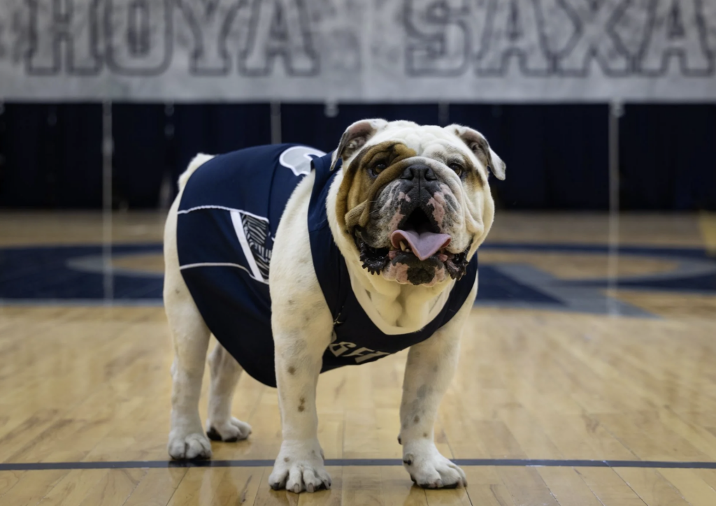 Beloved Campus Mascot Jack the Bulldog Dies After Brief Illness