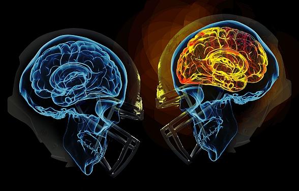 GUMC Study Reports Reversal of Amnesia Caused by Head Injury in Mice