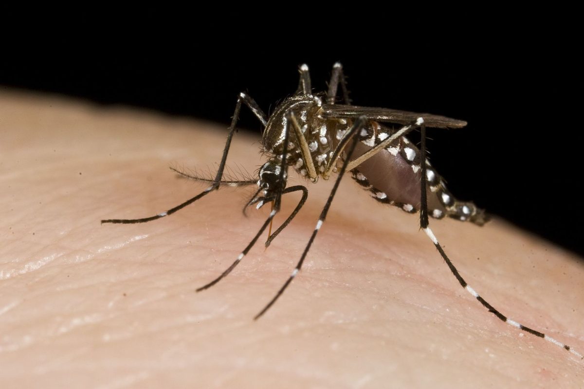 WIKIMEDIA COMMONS | Shivali Vora (SFS '26) delves into the link between climate change and the recent rise of mosquito-borne diseases, specifically West Nile Virus. 