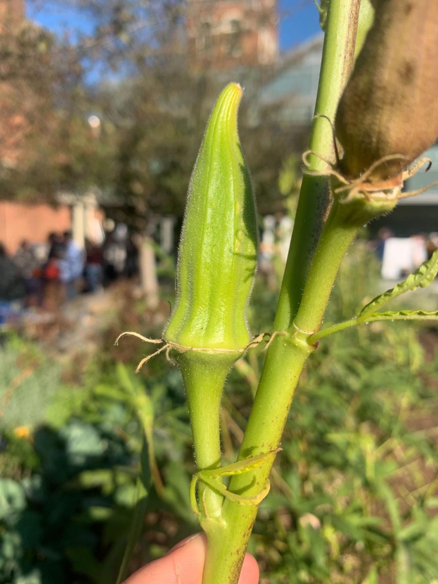 COURTESY DAISY FYNEWEVER | The Hoya Harvest Festival, organized by the Earth Commons, celebrated the Hoya Harvest Garden and sustainability at Georgetown on Oct. 18.