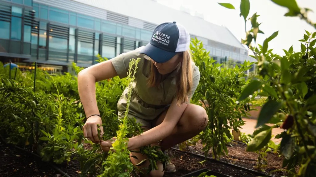 The Earth Commons Institute hosted its second Planting Party of the semester on Sept. 29 at the Hoya Harvest Garden, featuring yoga, gardening, and brunch. 