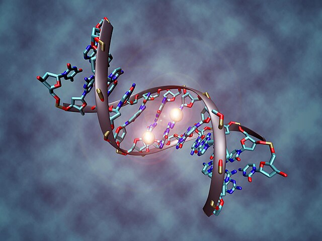 WIKIMEDIA COMMONS | A feature of DNA called methylation shows promise as a tool to determine cancer progression and treatment response based on blood samples. 
