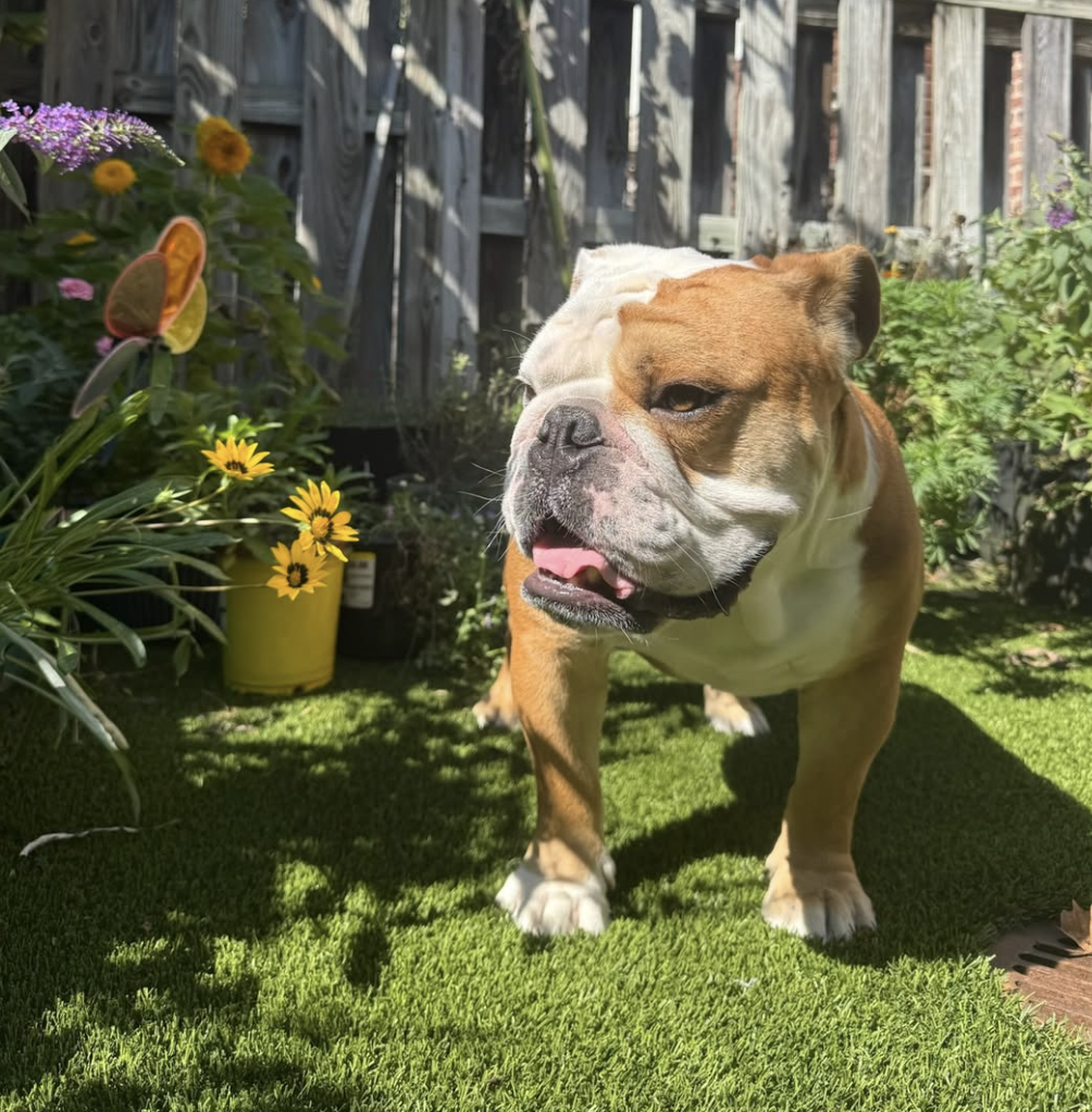 @gujackbulldog