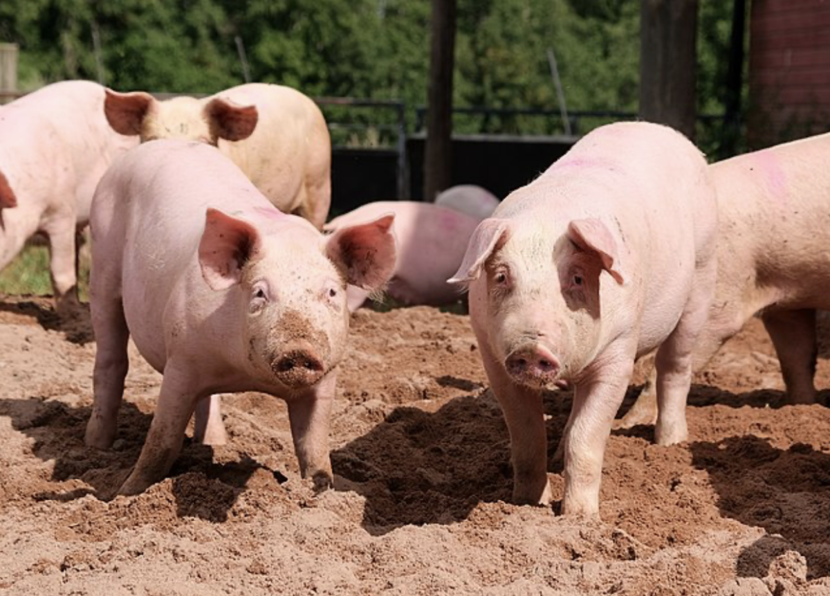 WIKIMEDIA COMMONS | Doctors transplanted a lung from a genetically modified pig into a human for the first time in Guangzhou, China, May 2025.