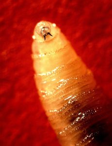 WIKIMEDIA COMMONS | A Maryland resident was confirmed to be diagnosed with myiasis, a parasitic infestation caused by the flesh-eating New World screwworm (NWS) larvae, on Aug. 4, after traveling to Central America.