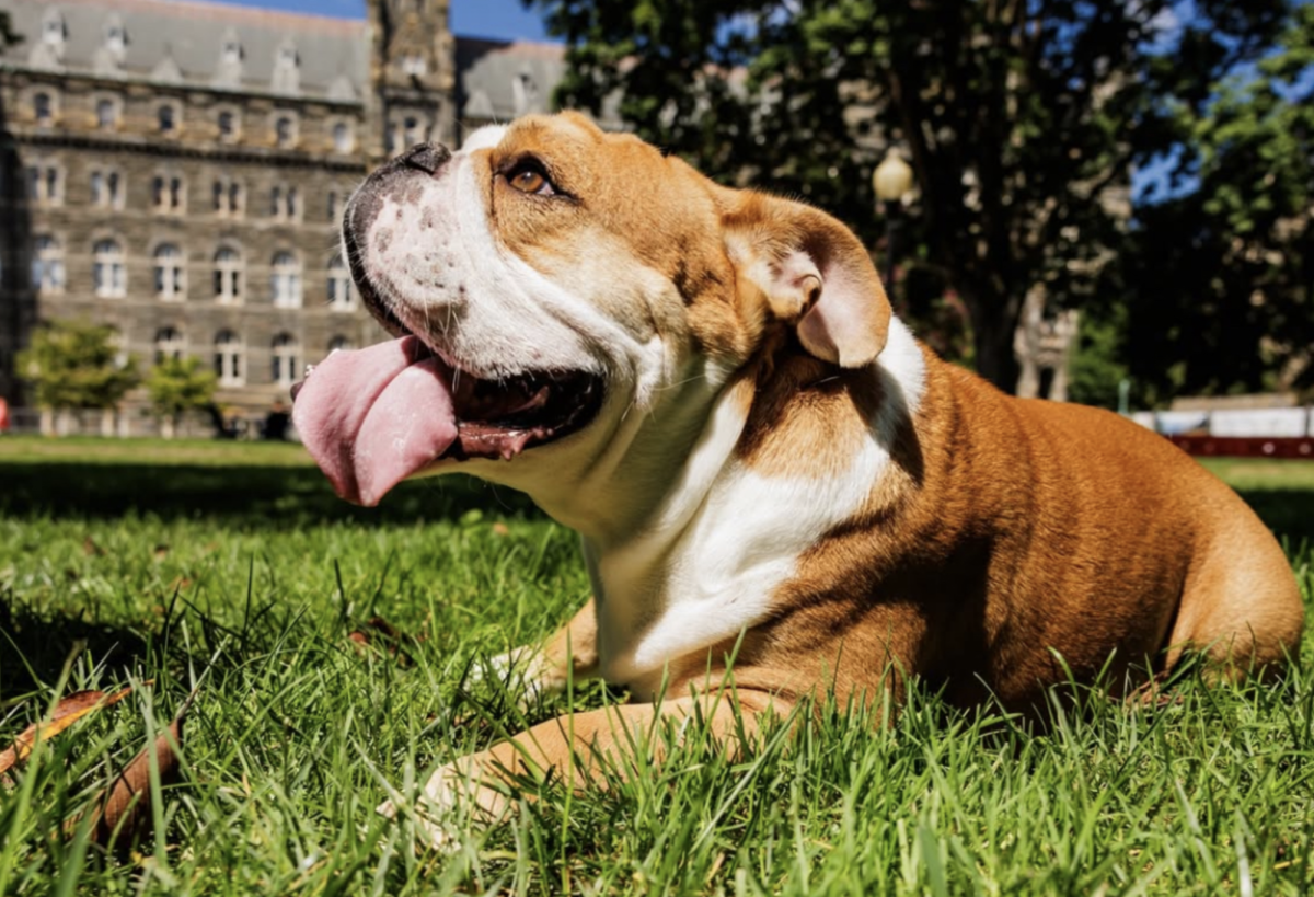 @georgetownuniversity, @gujackbulldog