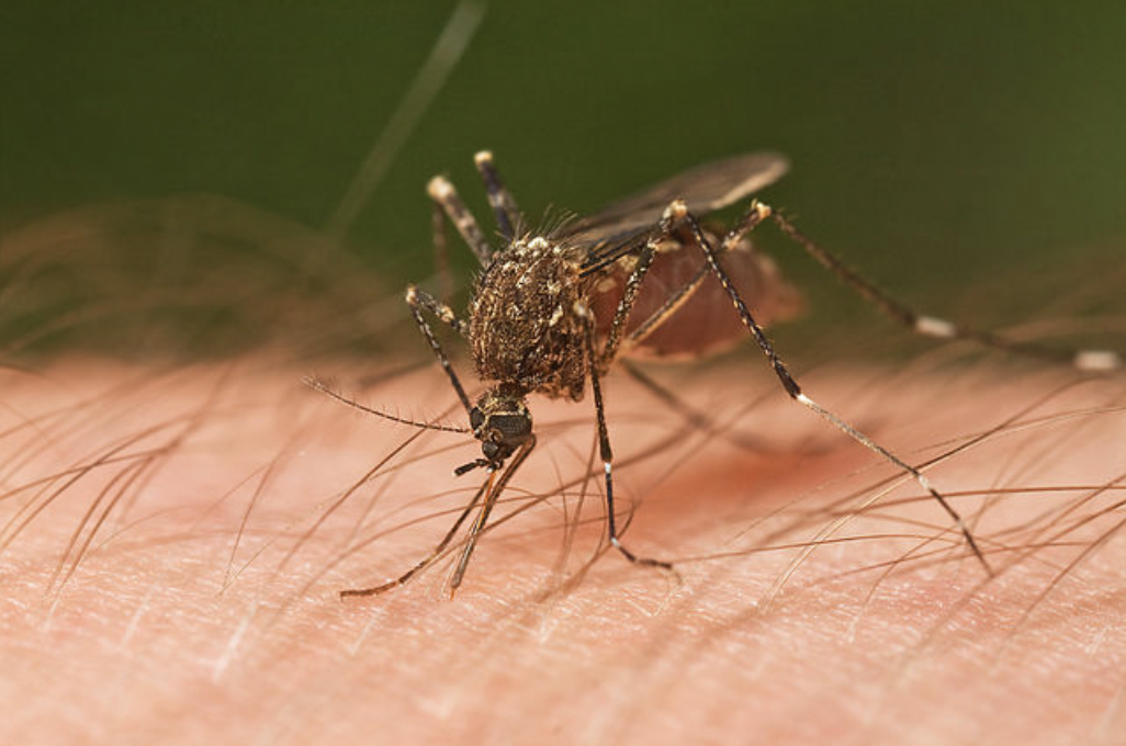 WIKIMEDIA COMMONS | A rare mosquito-borne disease was transmitted locally in the US for the first time in years.